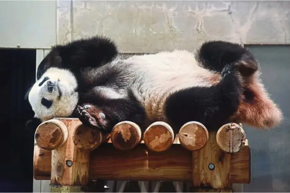  ??  ?? Eleven-year-old female giant panda Shin Shin takes a rest in her cage at Tokyo’s Ueno Zoo in May. Shin Shin, who was brought to Ueno Zoo from China, is considered China’s national treasure. — Photos: AFP