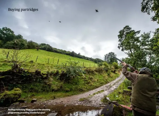  ??  ?? Redlegs have long filled a gap in the shooting programme, providing wonderful sport