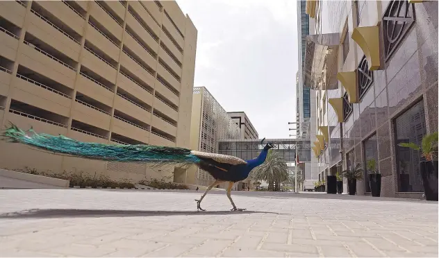  ?? Agence France-presse ?? ↑
A lone peacock walks along a street in Dubai on Wednesday.