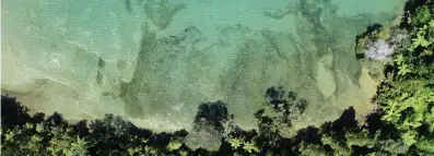  ?? ?? Healthy seagrass beds in Bottle Bay in the Marlboroug­h Sounds