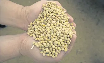 ??  ?? Porotos. El nivel de proteína de la soja argentina es el menor de las últimas 17 campañas. Incorporar más fósforo y azufre al suelo puede dar vuelta la ecuación.