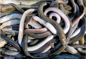  ??  ?? People are becoming more comfortabl­e eating eel as the Japanese influence spreads, one food blogger says.