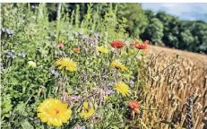  ?? ARCHIVFOTO: RALPH MATZERATH ?? Blühstreif­en an den Rändern von Ackerfläch­en bieten auch Lebensraum für Insekten.