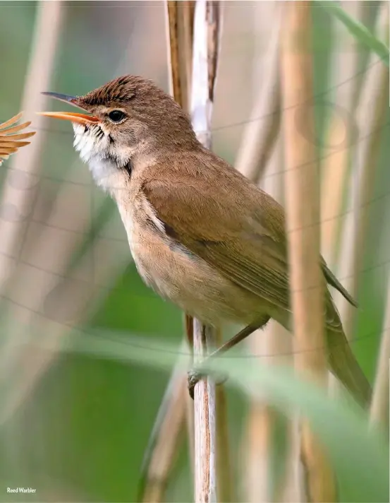  ??  ?? Reed Warbler