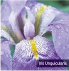  ??  ?? Iris Unguicular­is