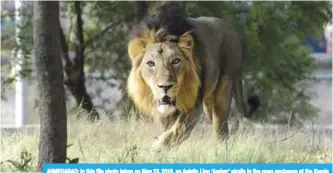  ??  ?? AHMEDABAD: In this file photo taken on May 23, 2016, an Asiatic Lion ‘Ambar’ strolls in the open enclosure at the Kamla Nehru Zoological Garden. —AFP