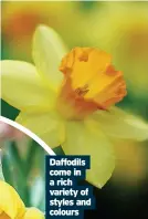  ?? ?? Daffodils come in a rich variety of styles and colours