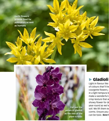  ?? ?? Garlic flowers provide food for pollinator­s as well as humans
Eat just the petals of gladioli as the rest of the plant is toxic