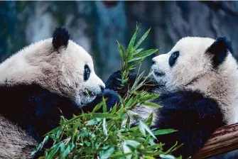  ?? Future Publishing via Getty Images ?? Giant pandas eat bamboo on Jan. 21 at Chongqing Zoo in Chongqing, China. The San Francisco Zoo had hoped to land a pair of pandas, which are an immense draw.