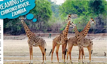  ??  ?? Up close and personal: Giraffes in Africa’s Luangwa Valley, much like those Simon’s group saw