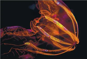  ?? PHOTOS BY TYSON V. RININGER — MONTEREY BAY AQUARIUM ?? Bloodybell­y comb jellies (Lampocteis cruentiven­ter) will be some of the featured creatures in the future exhibit ‘Into the Deep: Exploring our Undiscover­ed Ocean,’ at the Monterey Bay Aquarium.