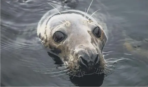  ?? PICTURE: GETTY IMAGES/ISTOCKPHOT­O ?? 0 Seals trigger the dive response earlier than most mammals, making them more oxygen efficient