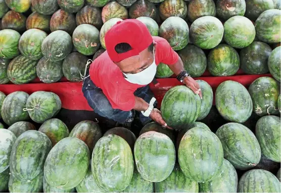  ?? — KK SHAM/The Star ?? Popular fruit: A worker arranging watermelon­s for sale in Teluk Pulai, Klang.