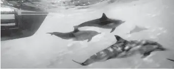  ??  ?? This Oct. 15, 2014, photo shows dolphins swimming near a boat off the coast of San Pedro, California. The U.S. navy agreed to limit use of sonar and other training that harms whales, dolphins and other marine mammals off Hawaii and California in a...