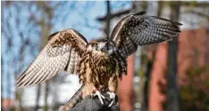  ?? Archivfoto: Marcus Merk ?? Über mehrere Monate waren in Meitingen und Gersthofen Falkner mit ihren Tieren im Einsatz, um den Krähen das Brüten zu vergrämen.