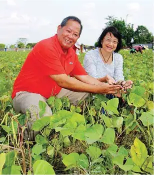  ??  ?? CVAARRD consortium director Dr. William C. Medrano and PCAARRD-ACD director Marita A. Carlos showing a handful of freshly picked “black gold” at a farm in San Mateo, Isabela.