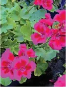  ??  ?? Pelargoniu­m 'Big Splash' is a new cultivar of tough, disease resistant geranium you may see at the Toowoomba Geranium Society's display this year.