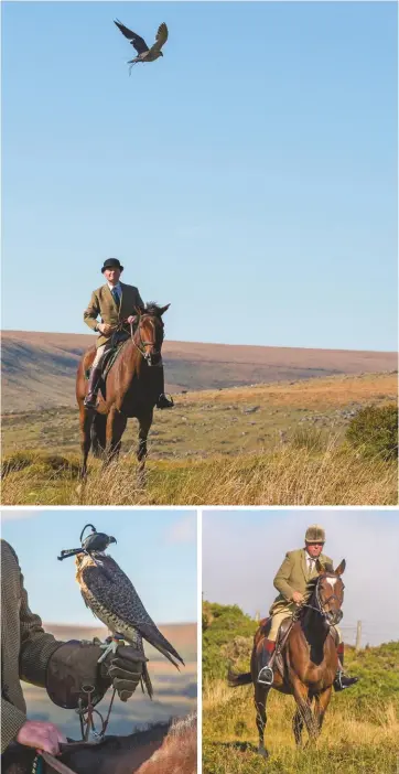 ??  ?? Top: the writer enjoying the spectacle of a near pass by the falcon. Above, left: the falcon is kept hooded until a crow is spotted. Above, right: Stephen Froy MFH, who hunts his ex-racehorses with all the moorland packs