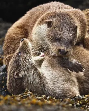  ??  ?? ABOVE Two cubs play-fight – they stay with their mother for just over a year