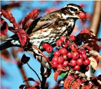  ?? ?? BERRY TASTY: A redwing feasting on a garden’s autumn fruits. Top: The glowing orange berries produced by the holly Ilex aquifolium Bacciflava