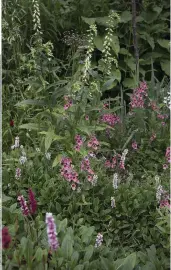 ??  ?? Above Persicaria amplexicau­lis (Fern’s first purchase for this garden), pink Diascia personata and yellow foxglove Digitalis lutea grow happily in woodland soil.