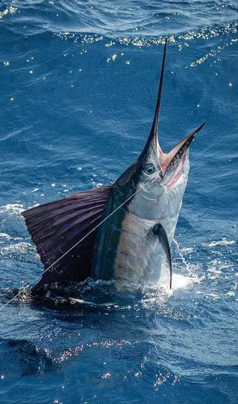  ??  ?? While a move off the helm might mean fewer days spent on the water chasing marlin and sails (above), it can also mean more time at home with family. Capt. Ryan Doxey’s branding approach (opposite) includes lure-making, a growing tackle business and freelance work.