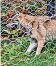  ?? Foto: Nationalpa­rk Bayerische­r Wald/dpa ?? Diese Wölfin wurde wieder eingefan gen.