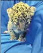  ?? ANI ?? ■ The leopard cub was seized from the baggage of a passenger at Chennai airport on Saturday.