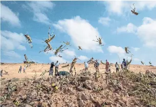  ?? BEN CURTIS THE ASSOCIATED PRESS ?? Somalia has declared the recent outbreak of locusts a national emergency. The young locusts threaten more than 10 million people across the region with a severe hunger crisis.