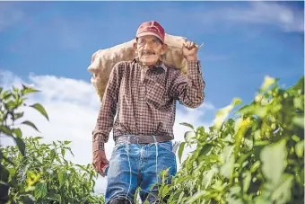  ?? ROBERTO E. ROSALES/JOURNAL ?? Jose Jaquez, 74, carries a sack of green chile from a field owned by the Grajeda family in Hatch. The value of New Mexico’s chile crop in 2017 has been estimated at $44.6 million.