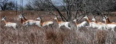  ?? Photos by Kin Man Hui / Staff photograph­er ?? Dama gazelle are among about 50 species at WildLife Partners ranches. These are in Goliad.