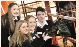  ??  ?? Hannah Keogh, Kellie Ward, Ella Smyth and David Corry from Ashbourne Community School with the calves that were presented to them at the National Ploughing Championsh­ips