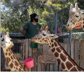  ?? (AP/Ben Margot) ?? A worker watches over giraffes during a feeding time last month at the Oakland Zoo in California.