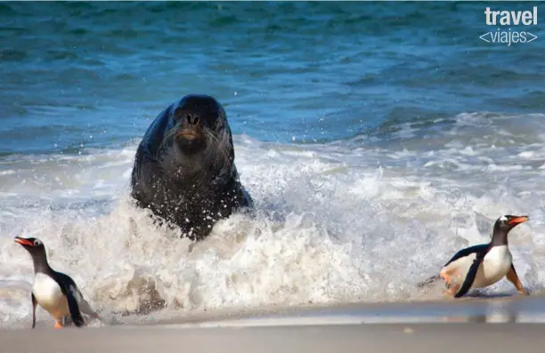  ?? CEDRIC DELVES ?? New Island. / Isla de Goicoechea.