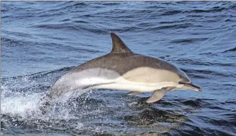  ??  ?? Thirteen species of whales and dolphins were found in UK waters during last year’s survey.