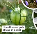  ?? ?? I love the seed pods of love-in-a-mist