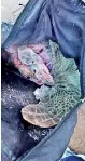  ??  ?? A bag containing turtle flesh was recovered froma man in Pesalai