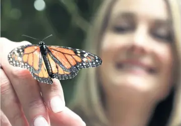  ?? PHOTOS BY CARLINE JEAN South Florida Sun Sentinel ?? A monarch butterfly lands on Sarah White’s hand at Butterfly World in Coconut Creek on Aug. 4.