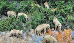  ?? AP ?? A May 28 photo shows the elephants in E’shan county in southweste­rn China.