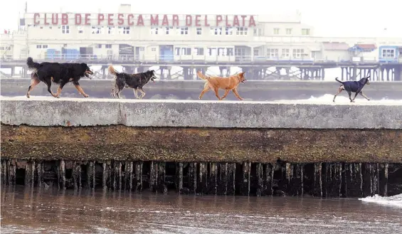  ?? GASTIARENA ?? De vacaciones. Muchos turistas viajaron con sus perros a Mar del Plata. Ahora, tienen el problema de dónde dejarlos. /
