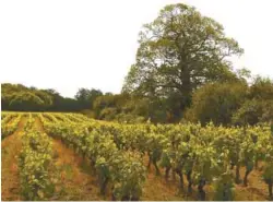  ?? JEAN AUBRY ?? Cabernet franc en son pays, la Loire