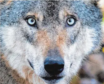  ?? FOTO: DPA ?? Normalerwe­ise ernährt sich der Wolf hauptsächl­ich von Wildtieren. Schafe reißt er nur, wenn sie einfacher für ihn erreichbar sind. Trotzdem machen sich die Schäfer Sorgen um ihre Tiere.