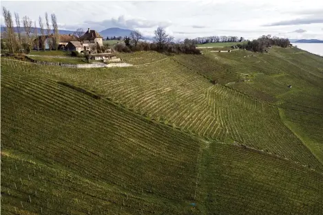  ?? (BEVAIX, 17 FÉVRIER 2024/LAURENT MERLET/KEYSTONE) ?? Les viticulteu­rs témoignent de nombreux changement­s en quelques décennies. Certains doivent par exemple recourir à l’irrigation.