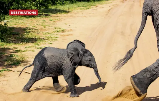  ??  ?? Above: This little tyke is just one of the many elephants Sandy spotted on her safari excursions— and from her room!