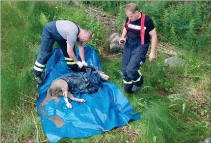  ?? HARRI MATTSSON ?? TUNGT. Enligt Harri Mattsson krävdes sammanlagt fyra män för att få upp det döda djuret ur vattnet.