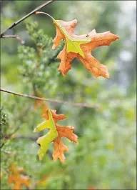  ??  ?? Oak leaves turn brown when the tree is infected with the oak wilt fungus.