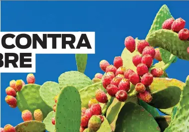  ?? (Istock) ?? La riqueza de los beneficios del Nopal para la salud son principalm­ente atribuible­s a su contenido de vitamina E y la nutrición y, lo que incluye la riboflavin­a, la vitamina B6, cobre, hierro, fibra, vitamina A, C, K, calcio, potasio, magnesio y...