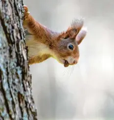  ?? Foto: S. Gollnow, dpa ?? Nuss gefunden! Um den Lebensraum der Eichhörnch­en zu schützen, ruft der Bund Na‰ turschutz in Bayern dazu auf, die Kletterkün­stler zu melden.