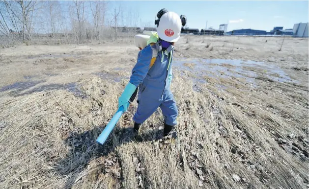  ?? JOHN LUCAS/ EDMONTON JOURNAL ?? City worker Madeline Thivierge sprays for mosquitoes in the Strathcona Science Park on Wednesday. Crews target aquatic larvae because they are easier to hit.