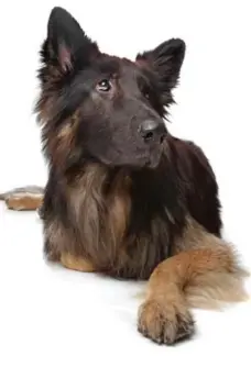  ?? DREAMSTIME PHOTO ?? Is a German Shepherd already over the hill by the age of 6? Yes, says the American Veterinary Medical Associatio­n, no, say pet rescuers.